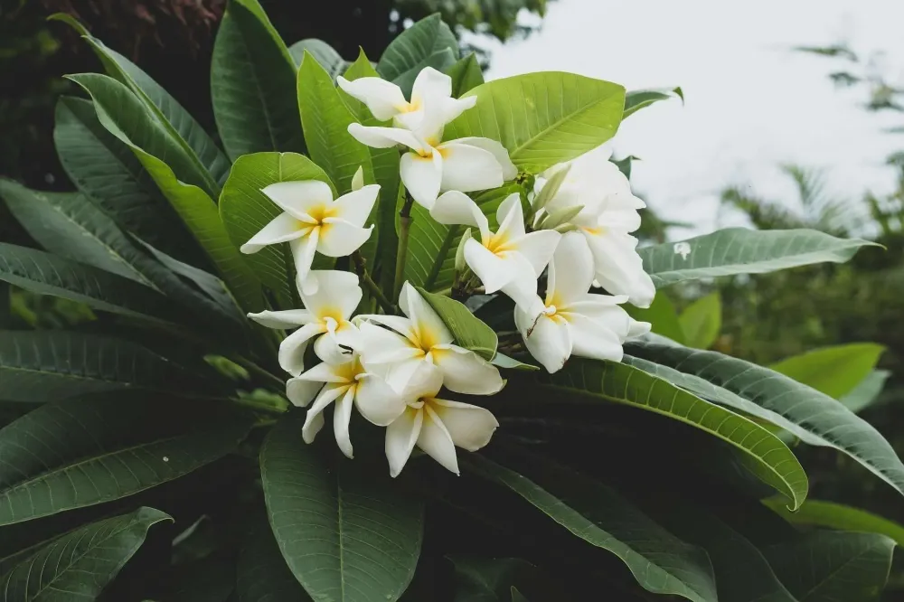 Santé naturelle près de Marseille Périer
